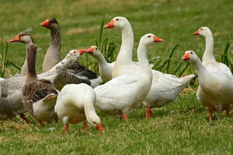 Deutsche Gans direkt vom Erzeuger kaufen